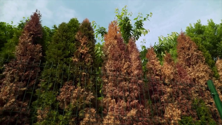 Nová záhrada - tuje